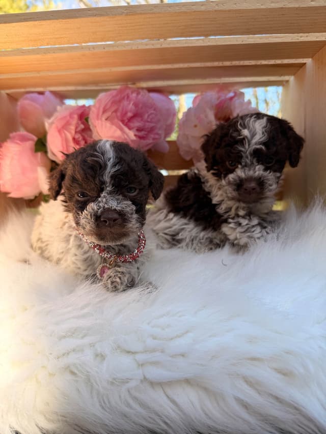 Lagotto Romagnolo Puppies media 3