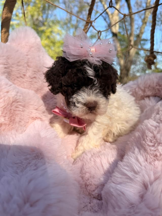 Lagotto Romagnolo Puppies media 12