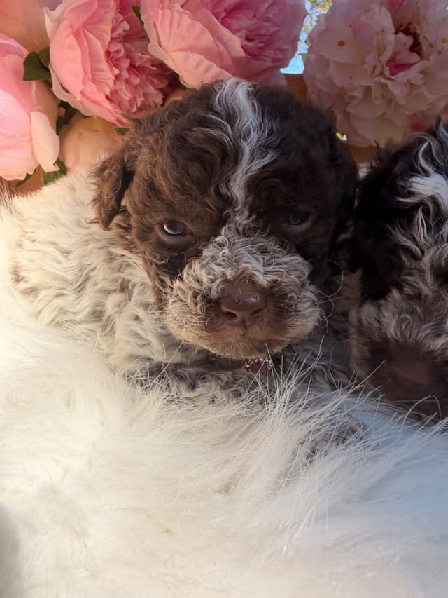 Lagotto Romagnolo Puppies media 10