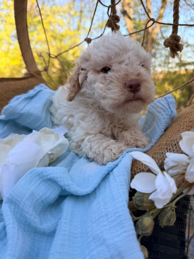 Lagotto Romagnolo Puppies media 13