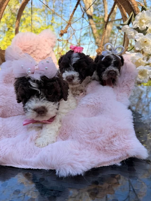 Lagotto Romagnolo Puppies media 4