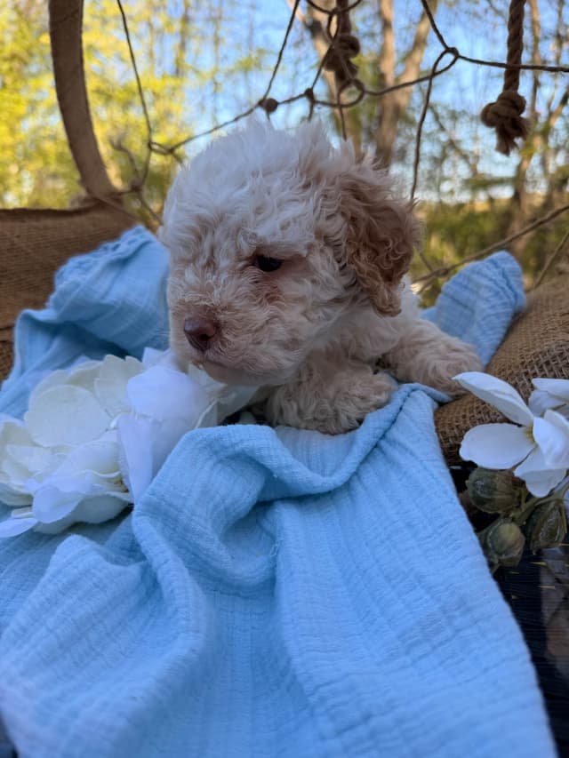 Lagotto Romagnolo Puppies media 14