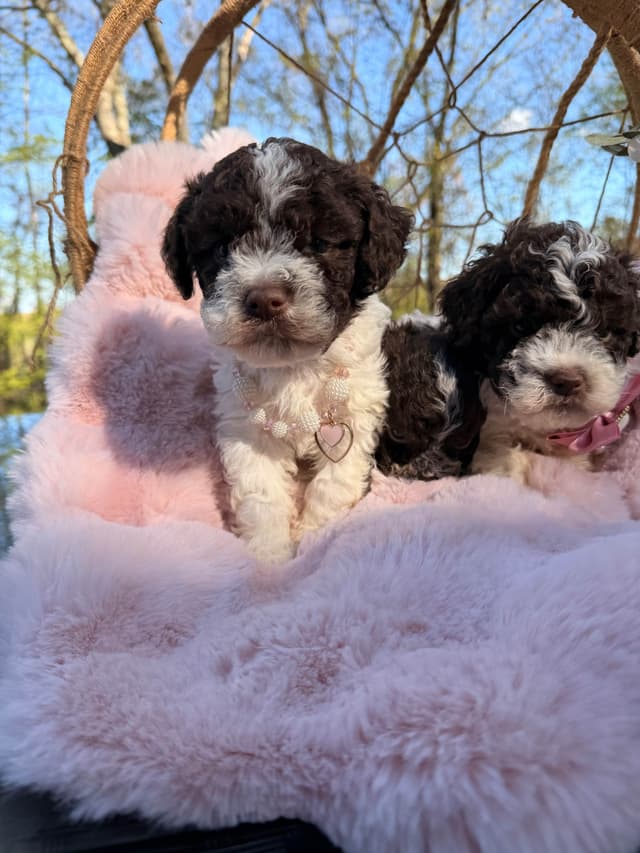 Lagotto Romagnolo Puppies media 15