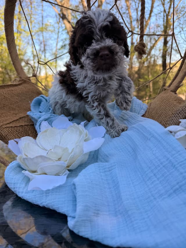Lagotto Romagnolo Puppies media 16