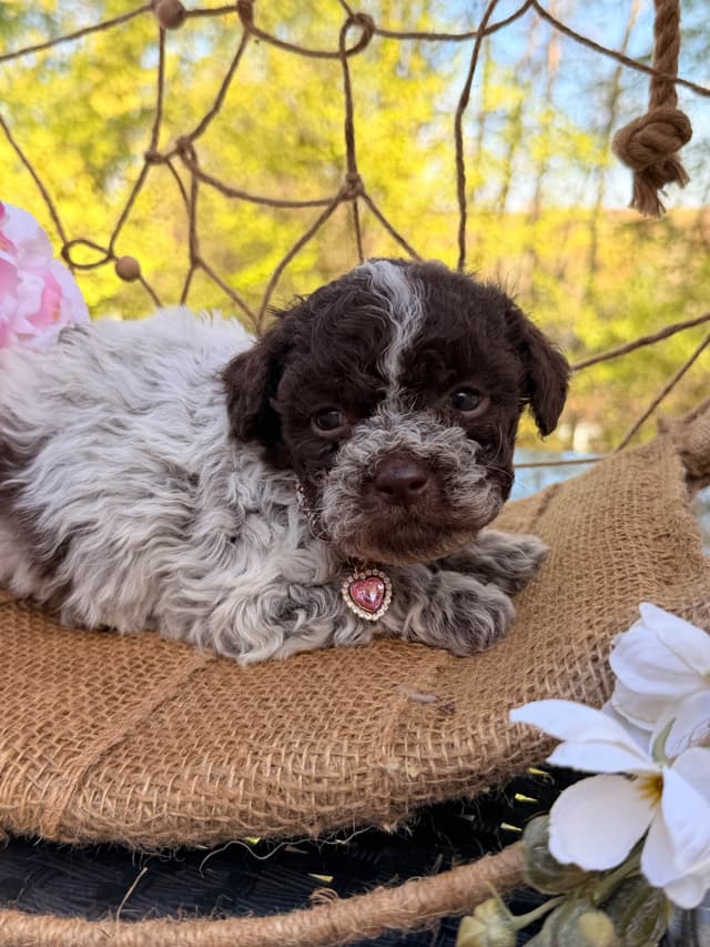 Lagotto Romagnolo Puppies media 18