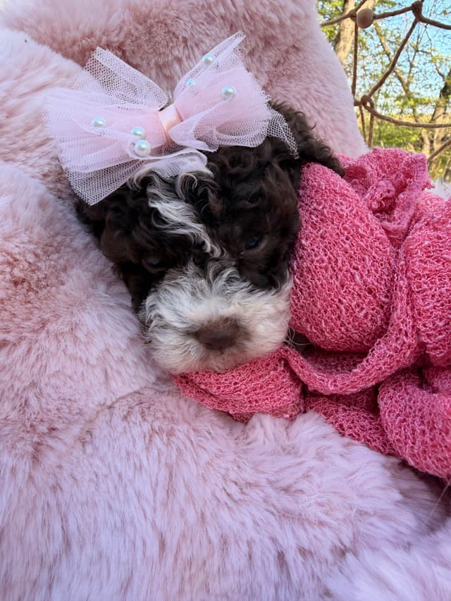 Lagotto Romagnolo Puppies media 17