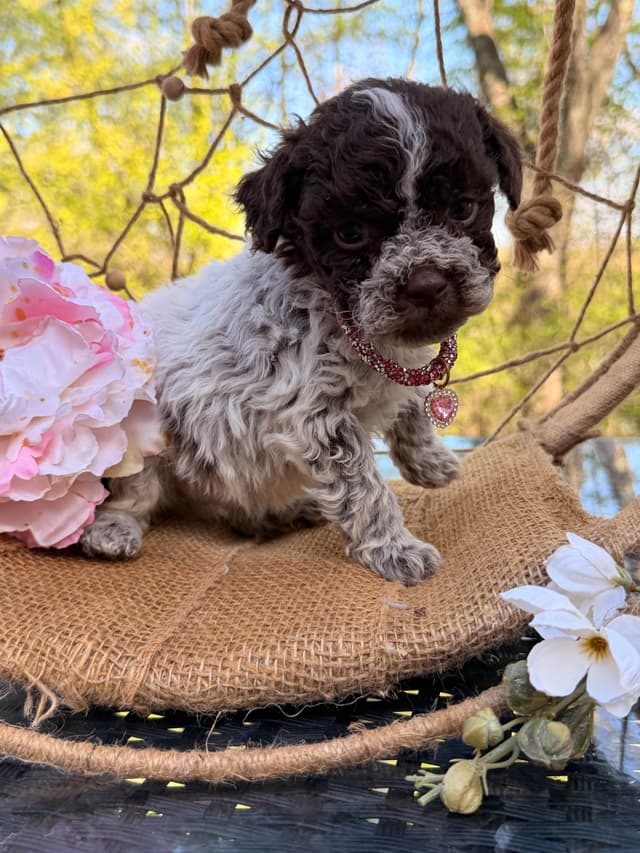Lagotto Romagnolo Puppies media 2
