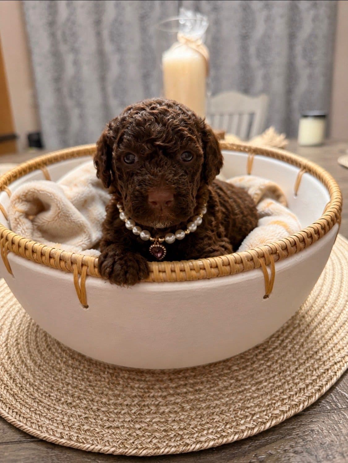 Lagotto Romagnolo Puppies breeder image 28
