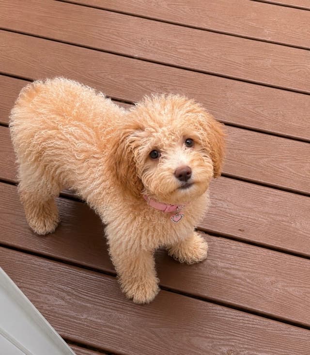 Lagotto Romagnolo Puppies media 20