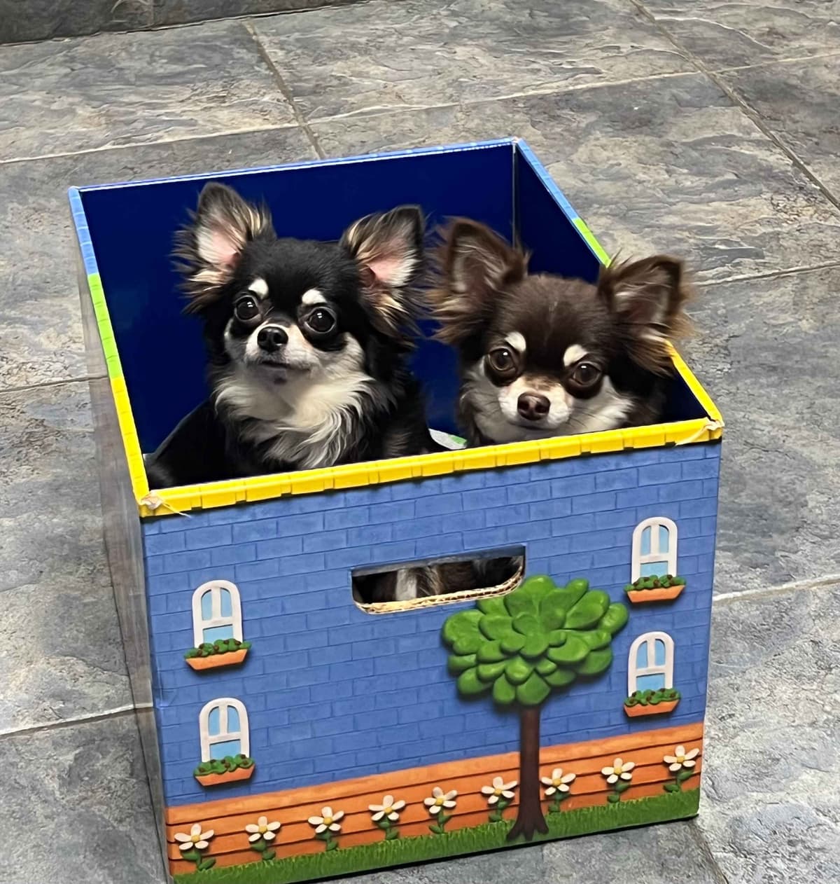 Chihuahua Puppies breeder image 1