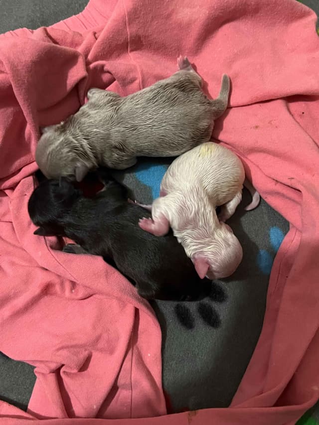 Chihuahua Puppies media 3