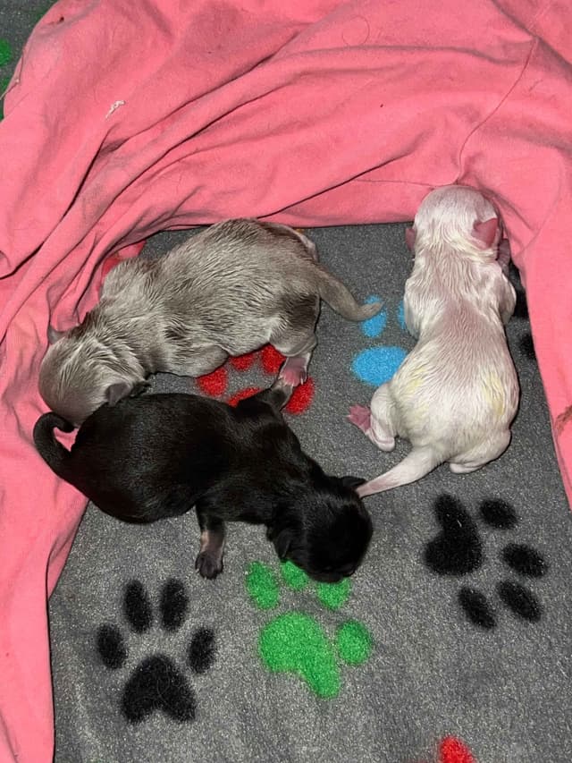 Chihuahua Puppies media 4