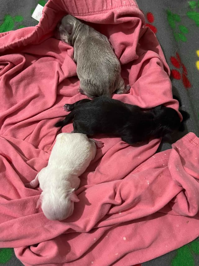 Chihuahua Puppies media 5