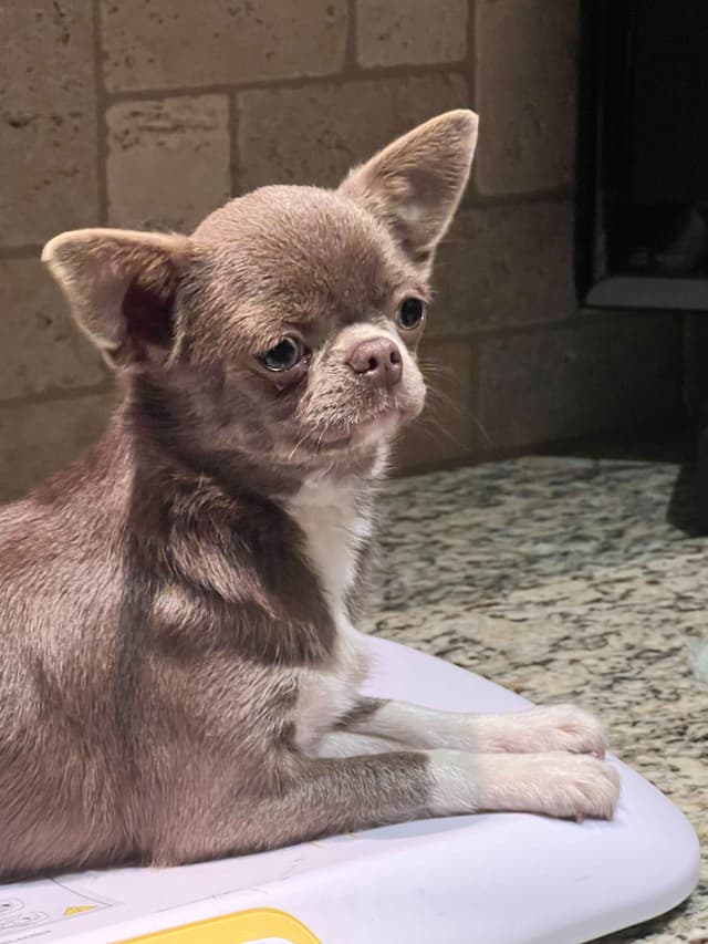 Chihuahua Puppies media 13