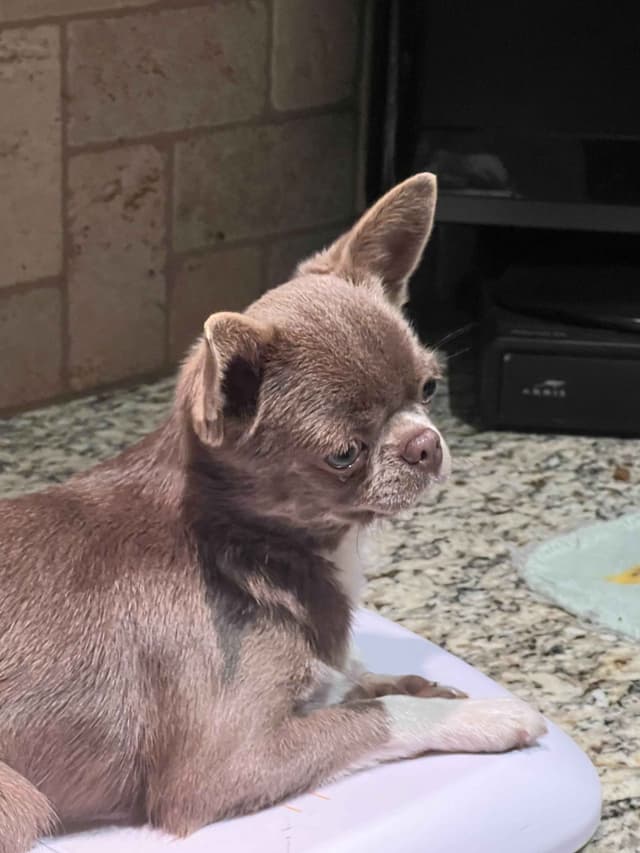 Chihuahua Puppies media 14