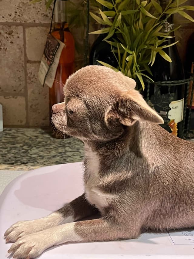 Chihuahua Puppies media 15