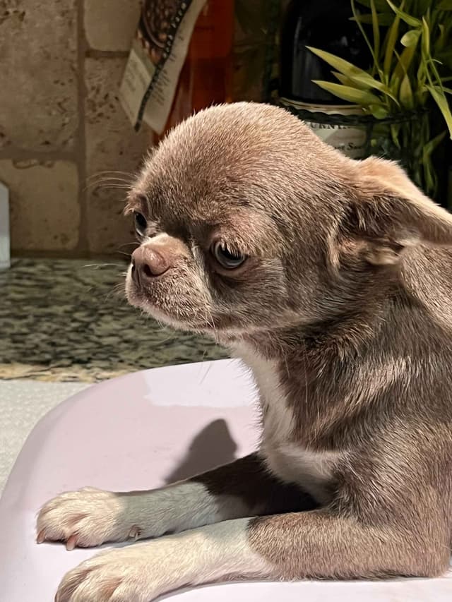 Chihuahua Puppies media 16