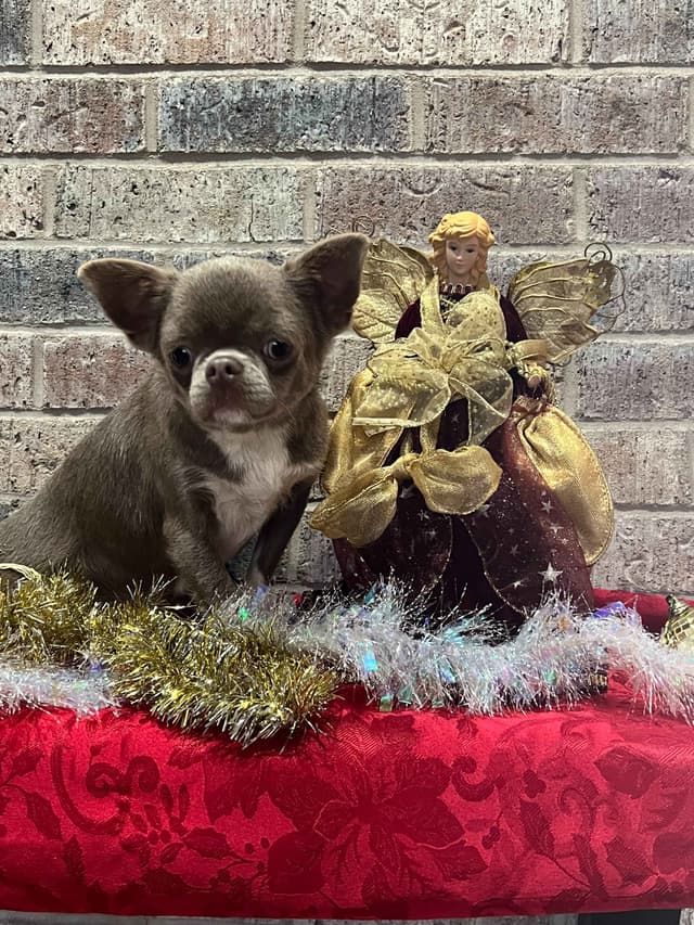 Chihuahua Puppies media 17