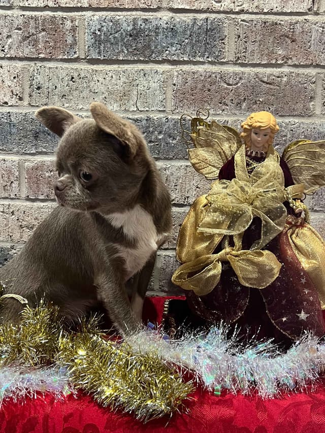 Chihuahua Puppies media 18