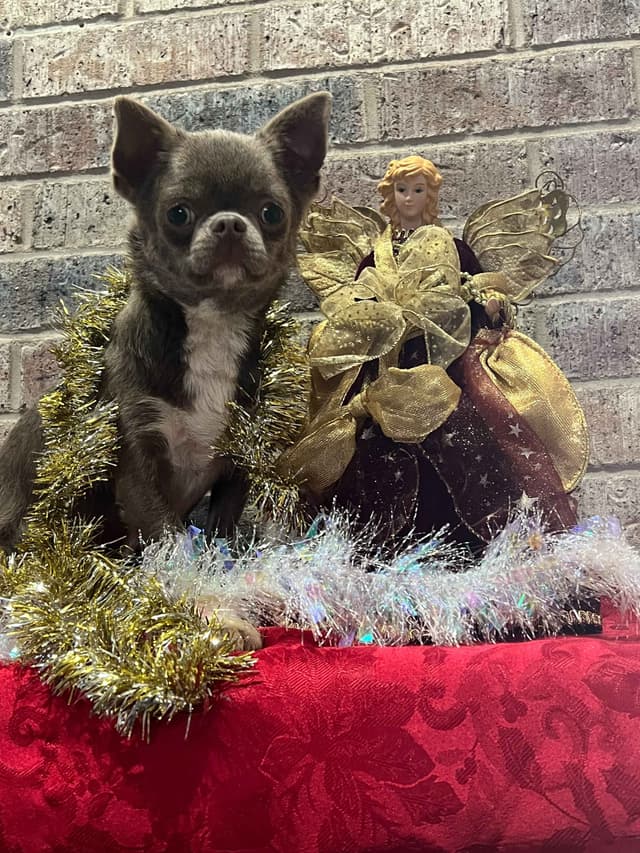 Chihuahua Puppies media 19