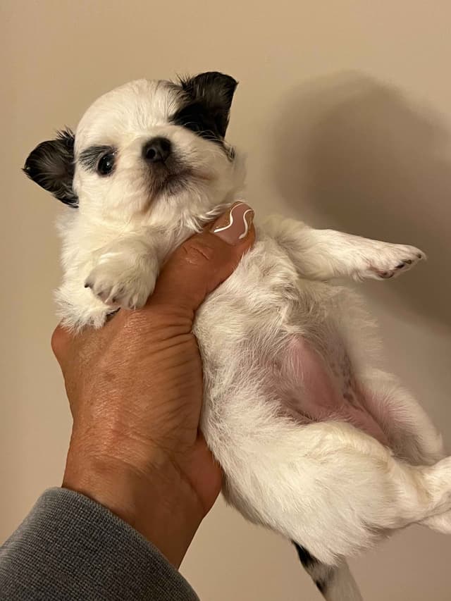 Chihuahua Puppies media 2