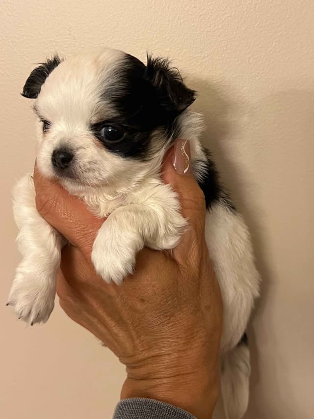 Chihuahua Puppies media 5