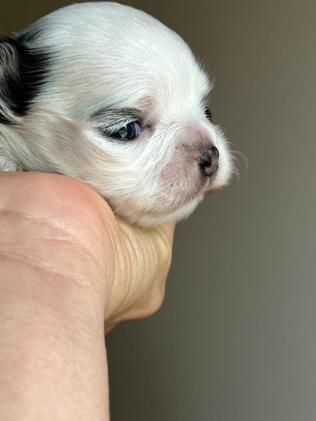 Chihuahua Puppies media 6