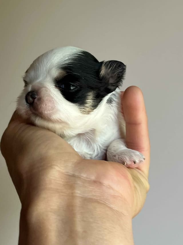 Chihuahua Puppies media 7