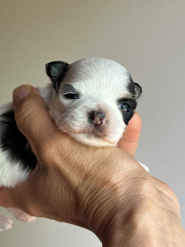 Chihuahua Puppies media 8
