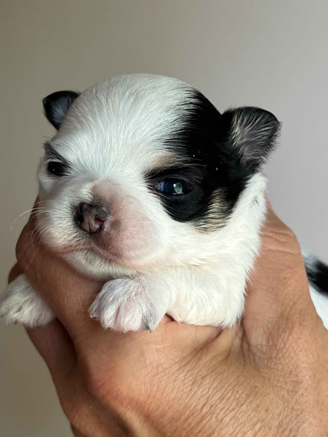 Chihuahua Puppies media 9