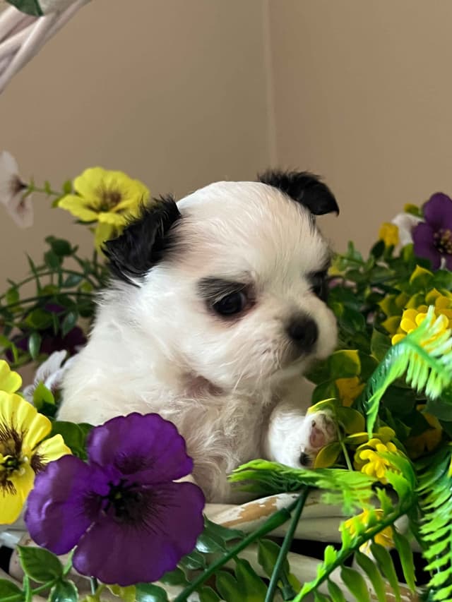 Chihuahua Puppies media 10