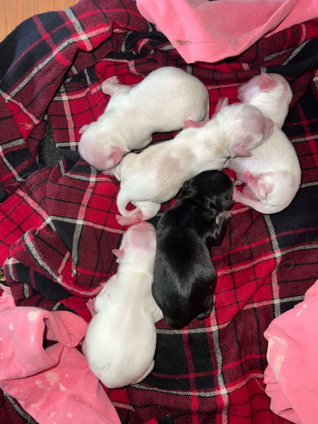 Chihuahua Puppies media 3