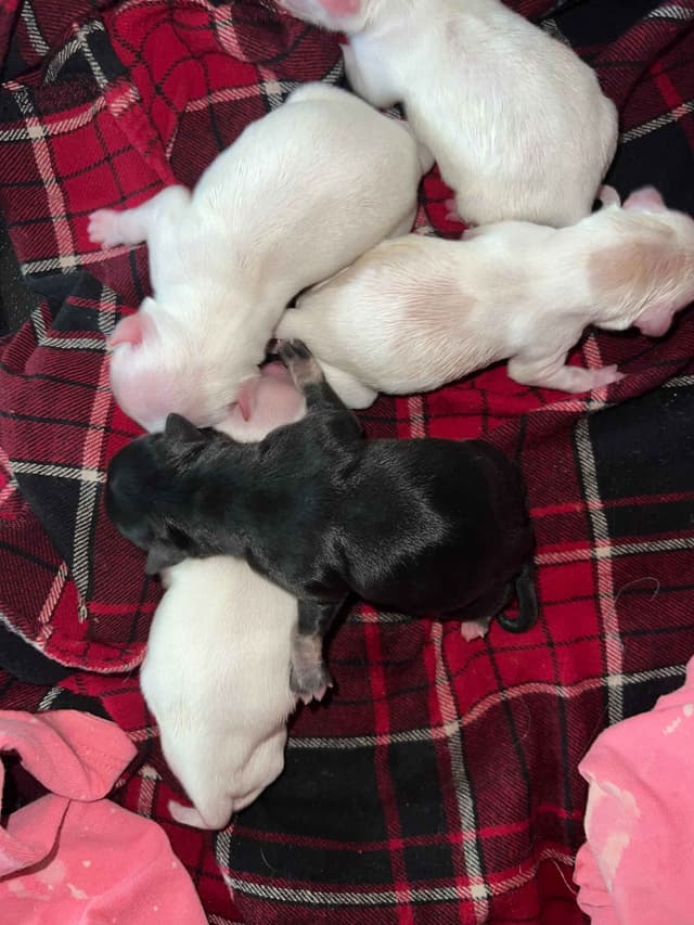 Chihuahua Puppies media 2