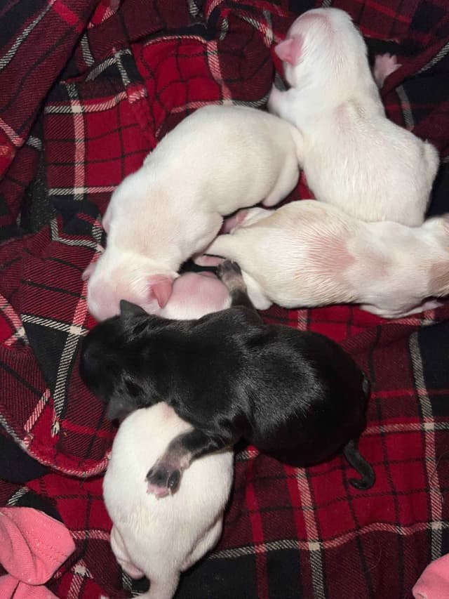 Chihuahua Puppies media 4
