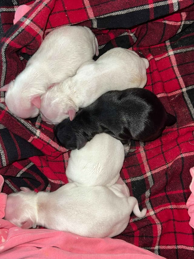 Chihuahua Puppies media 5