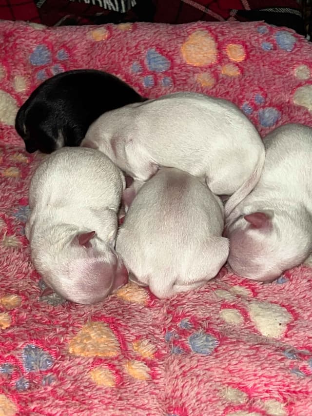 Chihuahua Puppies media 6