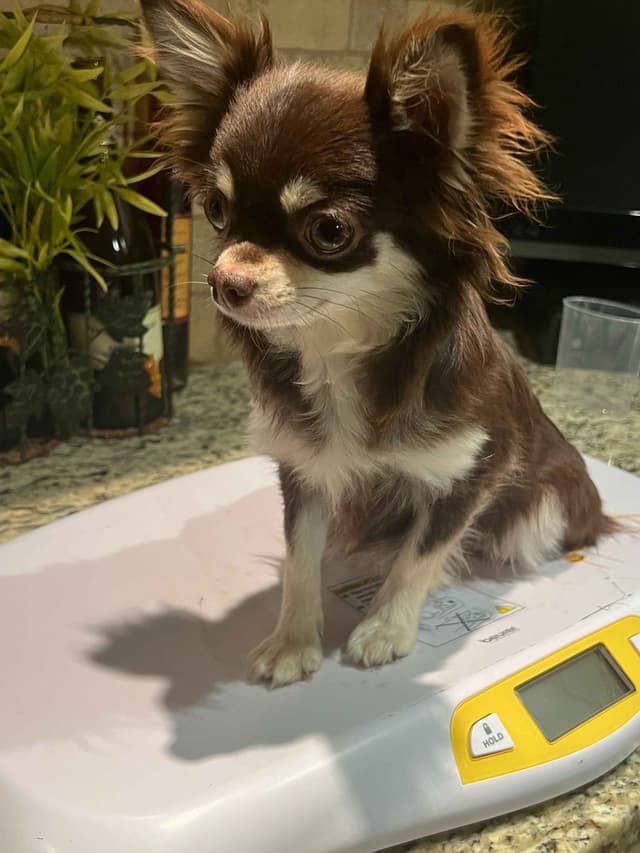 Chihuahua Puppies media 7