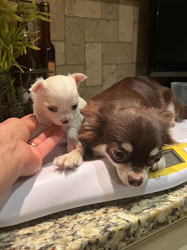 Chihuahua Puppies media 8