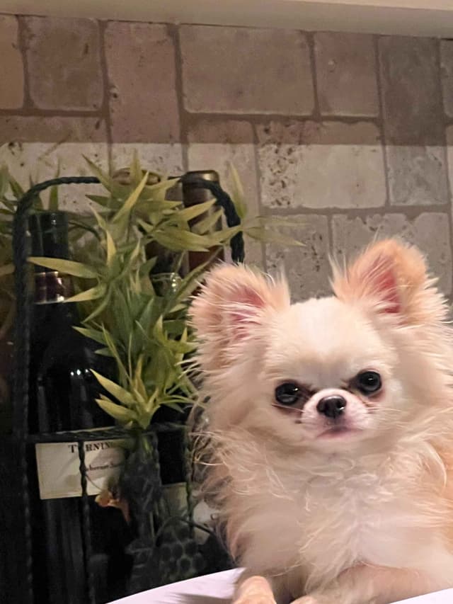 Chihuahua Puppies media 9