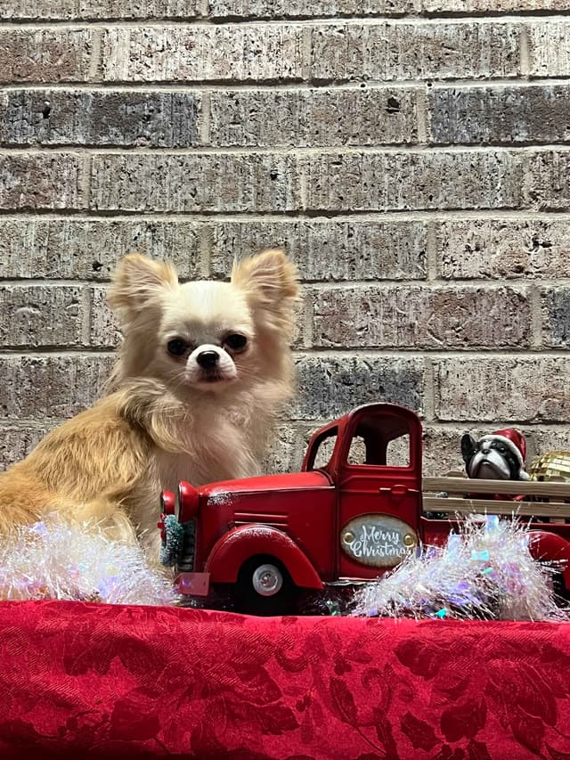 Chihuahua Puppies media 11