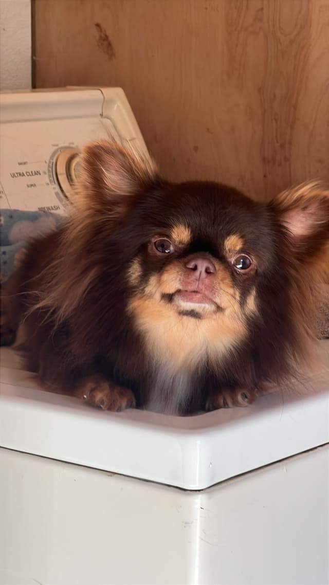 Chihuahua Puppies media 8