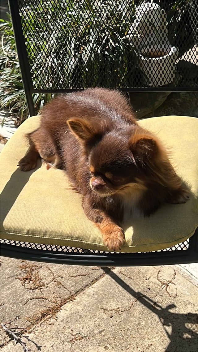 Chihuahua Puppies media 12