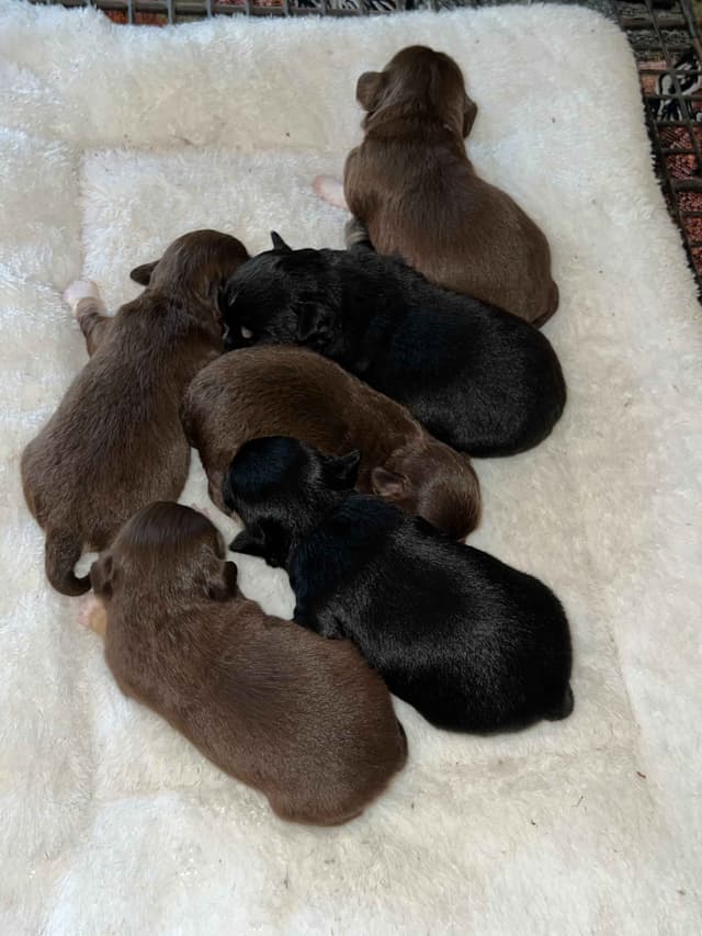 Chihuahua Puppies media 2