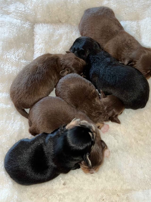 Chihuahua Puppies media 3