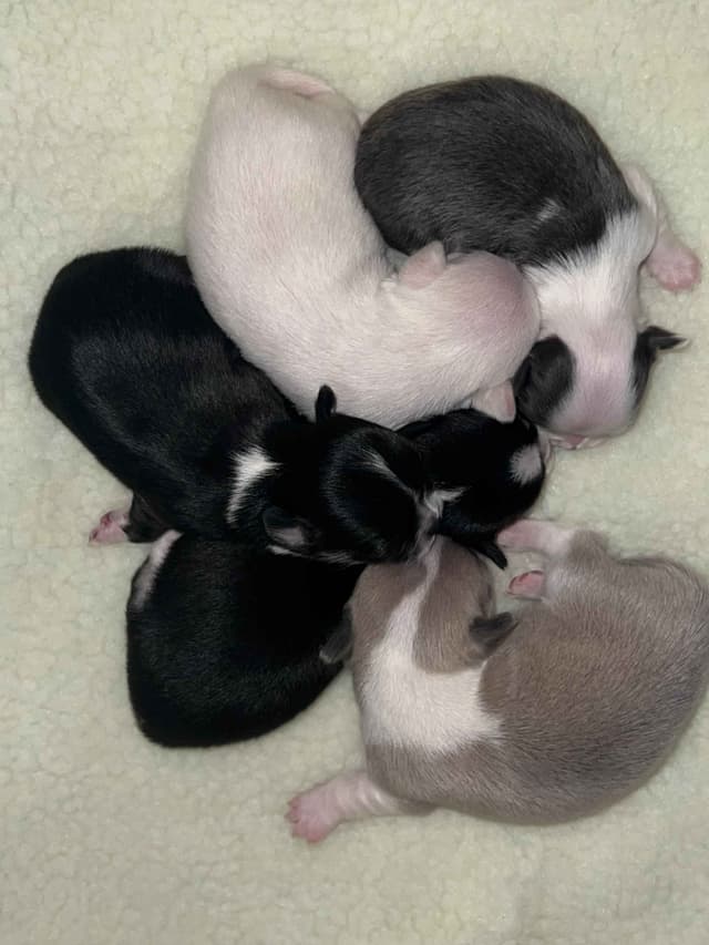 Chihuahua Puppies media 2