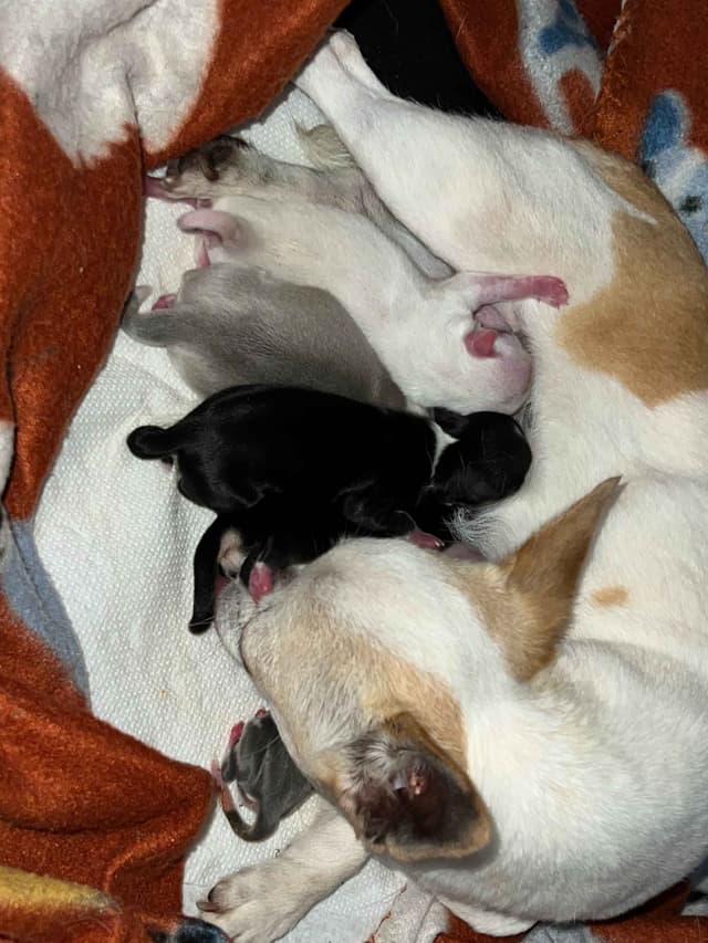Chihuahua Puppies media 4
