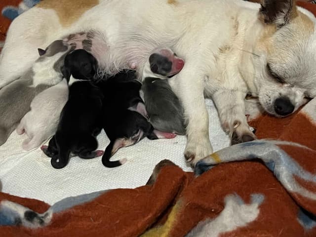 Chihuahua Puppies media 5