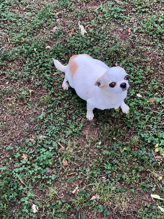 Chihuahua Puppies media 7