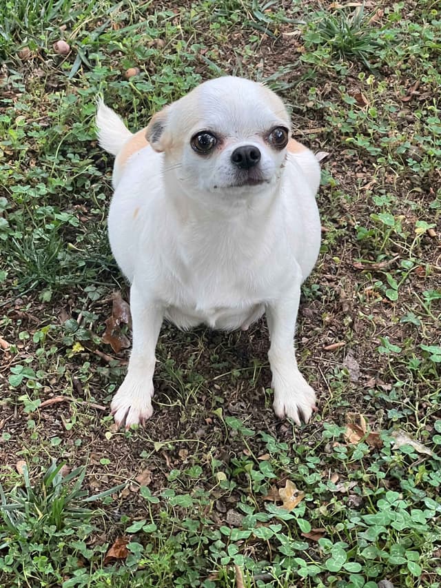 Chihuahua Puppies media 8