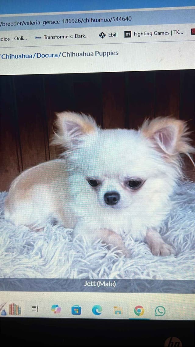 Chihuahua Puppies media 9